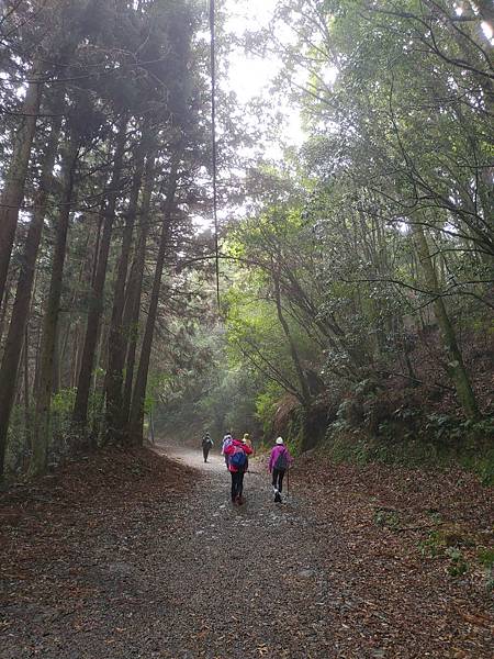 【苗栗榛山步道】觀霧山莊大鹿林道西線｜大雨滂沱登榛山、望聖稜