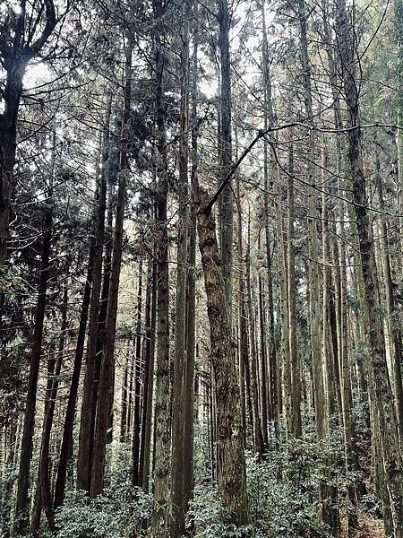 【苗栗榛山步道】觀霧山莊大鹿林道西線｜大雨滂沱登榛山、望聖稜