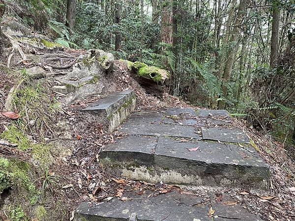 【苗栗榛山步道】觀霧山莊大鹿林道西線｜大雨滂沱登榛山、望聖稜