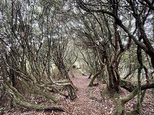 【苗栗榛山步道】觀霧山莊大鹿林道西線｜大雨滂沱登榛山、望聖稜