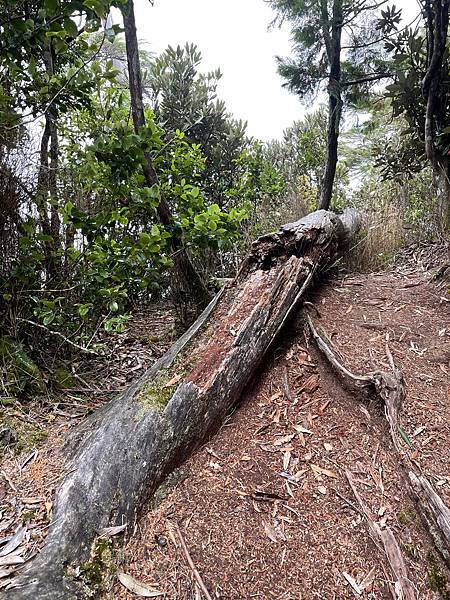 【苗栗榛山步道】觀霧山莊大鹿林道西線｜大雨滂沱登榛山、望聖稜