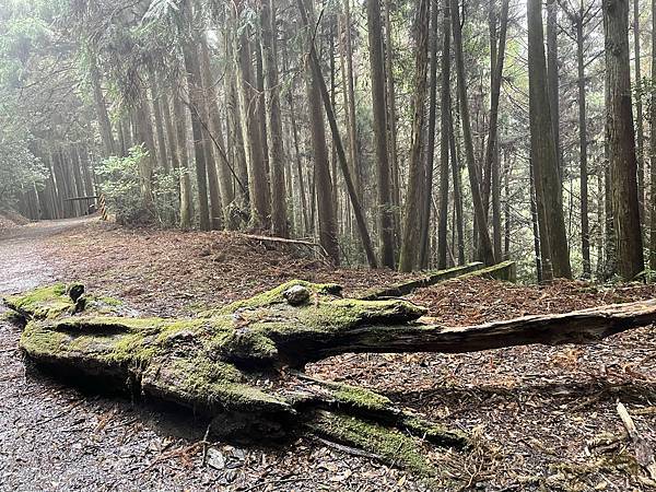 【苗栗榛山步道】觀霧山莊大鹿林道西線｜大雨滂沱登榛山、望聖稜