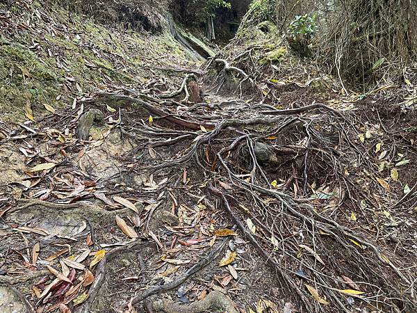 【苗栗榛山步道】觀霧山莊大鹿林道西線｜大雨滂沱登榛山、望聖稜