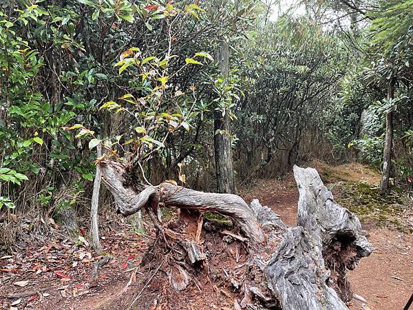 【苗栗榛山步道】觀霧山莊大鹿林道西線｜大雨滂沱登榛山、望聖稜