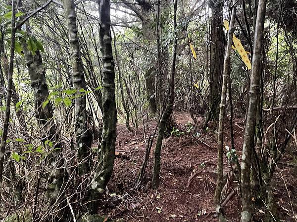 【苗栗榛山步道】觀霧山莊大鹿林道西線｜大雨滂沱登榛山、望聖稜