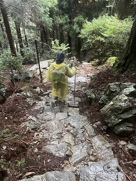 【苗栗榛山步道】觀霧山莊大鹿林道西線｜大雨滂沱登榛山、望聖稜