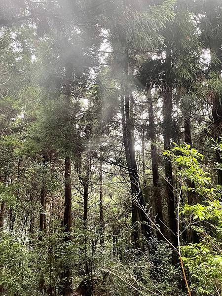 【苗栗榛山步道】觀霧山莊大鹿林道西線｜大雨滂沱登榛山、望聖稜