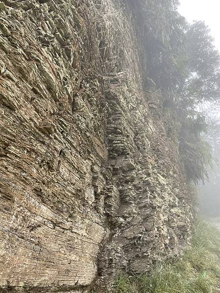 秋季限定｜山毛櫸，迷霧中滿山遍野黃金山毛櫸擁抱著我，美的讓我