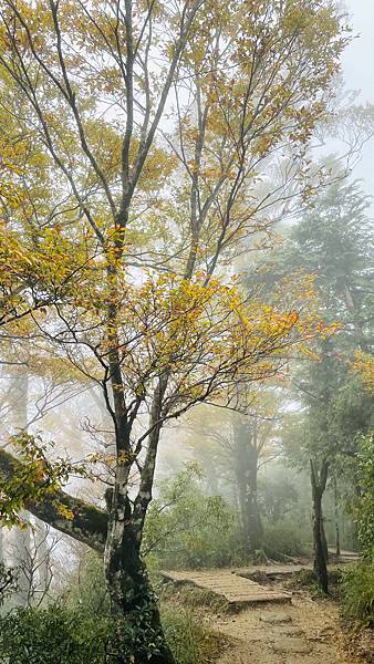 秋季限定｜山毛櫸，迷霧中滿山遍野黃金山毛櫸擁抱著我，美的讓我