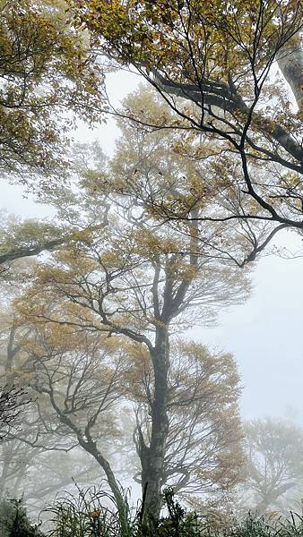 秋季限定｜山毛櫸，迷霧中滿山遍野黃金山毛櫸擁抱著我，美的讓我