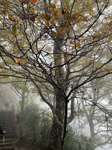 秋季限定｜山毛櫸，迷霧中滿山遍野黃金山毛櫸擁抱著我，美的讓我