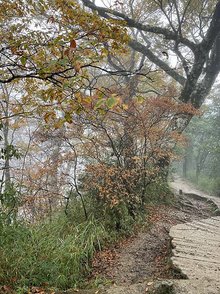 秋季限定｜山毛櫸，迷霧中滿山遍野黃金山毛櫸擁抱著我，美的讓我