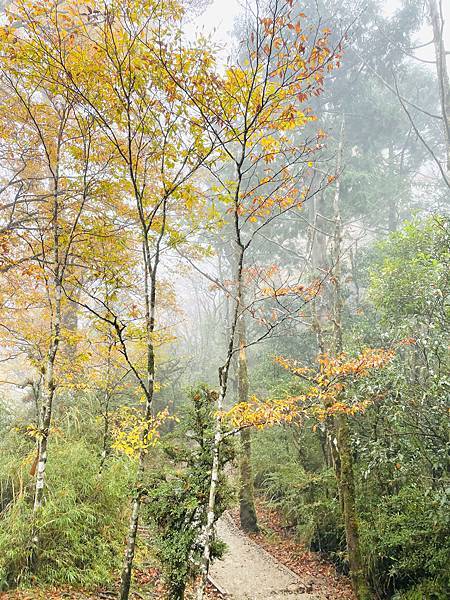 秋季限定｜山毛櫸，迷霧中滿山遍野黃金山毛櫸擁抱著我，美的讓我