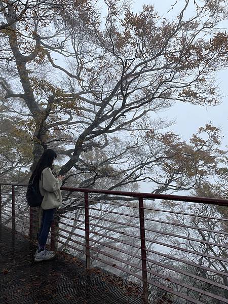 秋季限定｜山毛櫸，迷霧中滿山遍野黃金山毛櫸擁抱著我，美的讓我