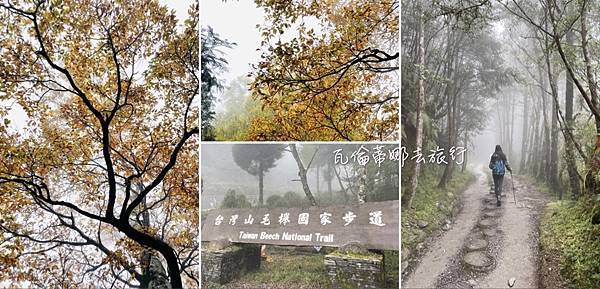 秋季限定｜山毛櫸，迷霧中滿山遍野黃金山毛櫸擁抱著我，美的讓我