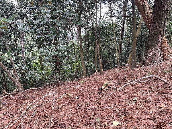 【新竹新埔】秋天來去新竹新埔一日遊｜上山健走、客家小吃、柿子