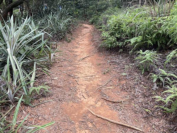 【新竹新埔】秋天來去新竹新埔一日遊｜上山健走、客家小吃、柿子