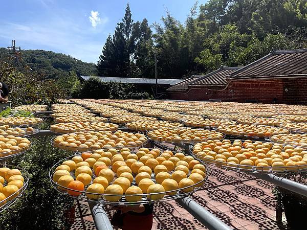 【新竹新埔】秋天來去新竹新埔一日遊｜上山健走、客家小吃、柿子