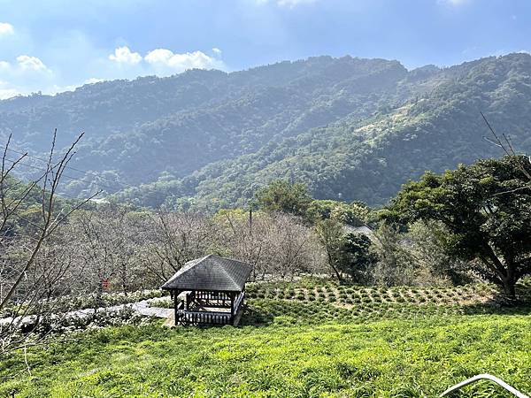 季節限定 I 浪漫唯美白雪木、璀璨耀眼黃金楓，各自風采中完美