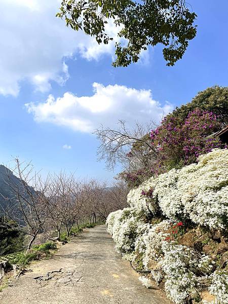 季節限定 I 浪漫唯美白雪木、璀璨耀眼黃金楓，各自風采中完美