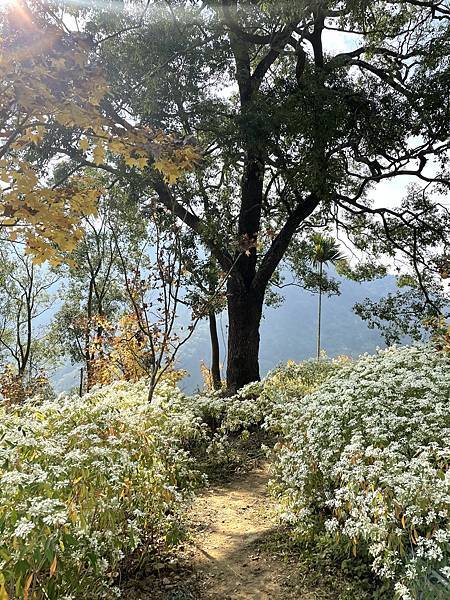 季節限定 I 浪漫唯美白雪木、璀璨耀眼黃金楓，各自風采中完美