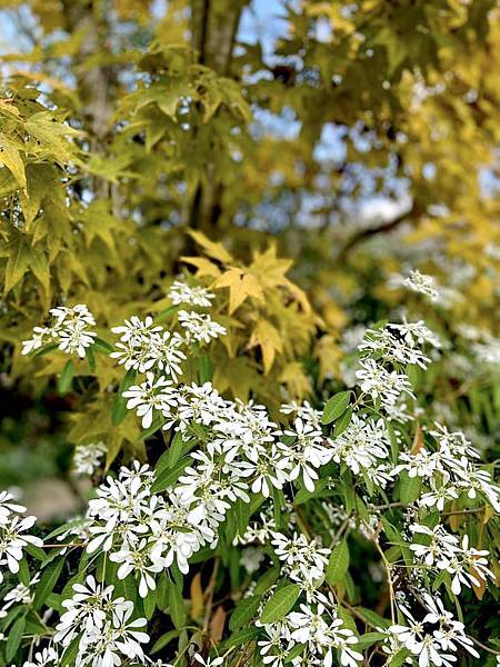 季節限定 I 浪漫唯美白雪木、璀璨耀眼黃金楓，各自風采中完美