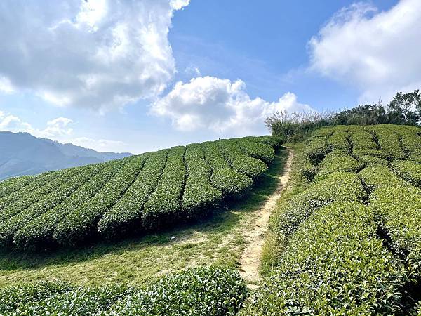 「雲嘉五連峰」輕鬆的健行路線｜所屬山系阿里山山脈｜漫步幽靜竹