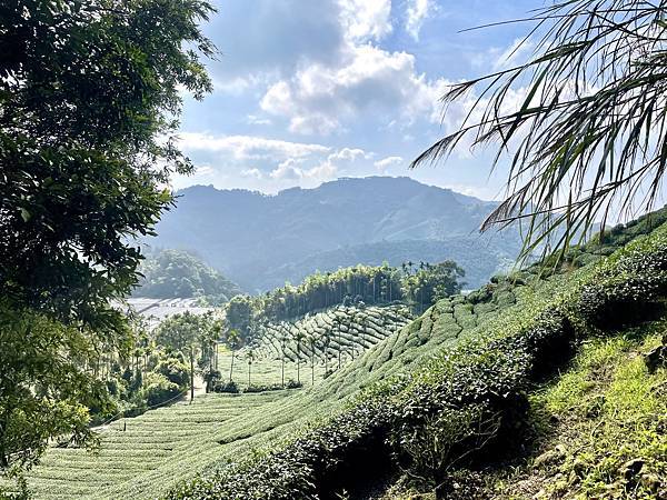 「雲嘉五連峰」輕鬆的健行路線｜所屬山系阿里山山脈｜漫步幽靜竹