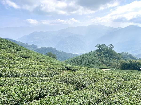 「雲嘉五連峰」輕鬆的健行路線｜所屬山系阿里山山脈｜漫步幽靜竹