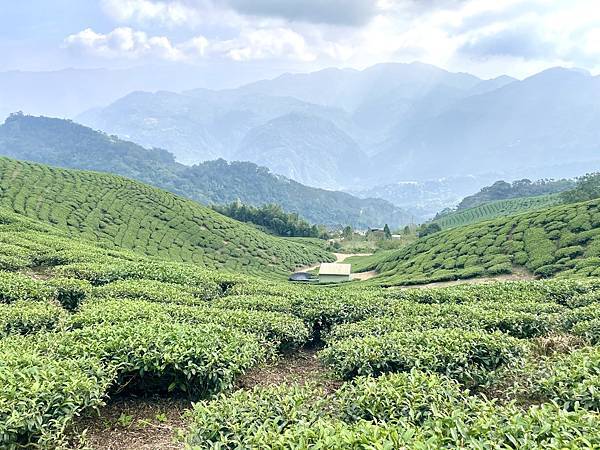 「雲嘉五連峰」輕鬆的健行路線｜所屬山系阿里山山脈｜漫步幽靜竹