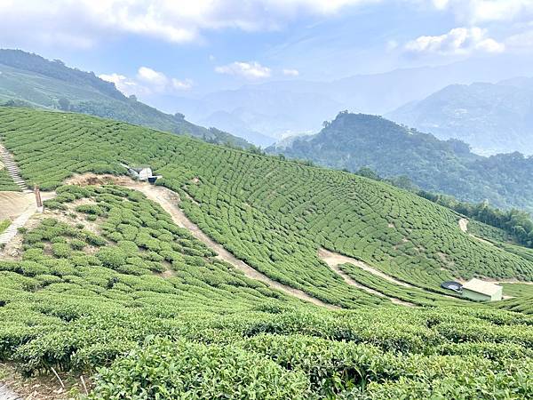 「雲嘉五連峰」輕鬆的健行路線｜所屬山系阿里山山脈｜漫步幽靜竹