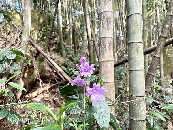 「雲嘉五連峰」輕鬆的健行路線｜所屬山系阿里山山脈｜漫步幽靜竹