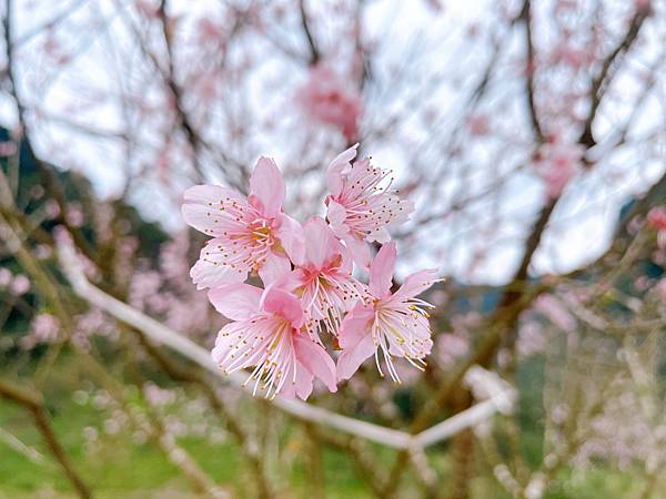 【賞櫻景點推薦】 2024別只去武陵農場啦！ 三峽大熊櫻花林