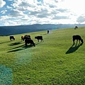 巴里坤草原