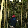 我們婦幼隊也在竹林裡鑽來鑽去