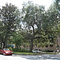 Savannah街上都是這種被寄生的樹