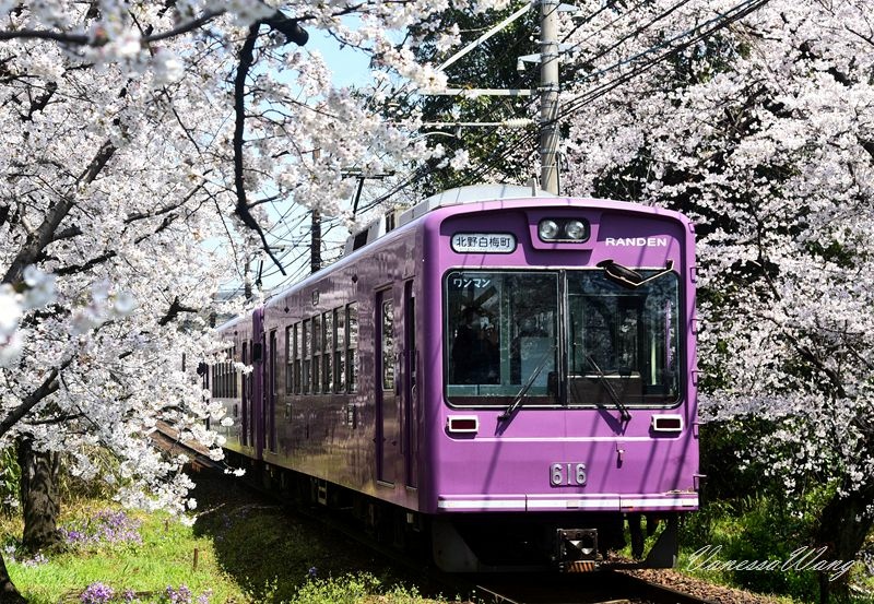 2015京都賞櫻~嵐山&嵐電