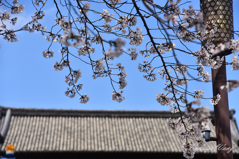 2025京都賞櫻~仁和寺.雨寶院