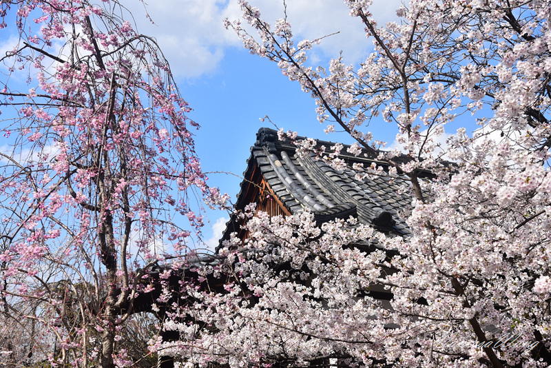 2025京都賞櫻~上品蓮臺寺