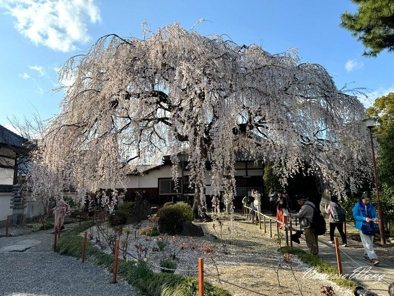 2025京都賞櫻~立本寺