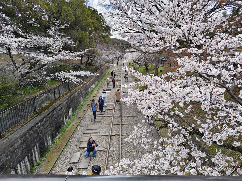 2025京都賞櫻~蹴上鐵道.哲學之道
