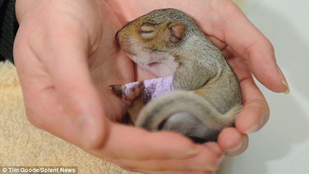 Baby squirrel 03