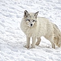 arctic-fox-1170655.jpg