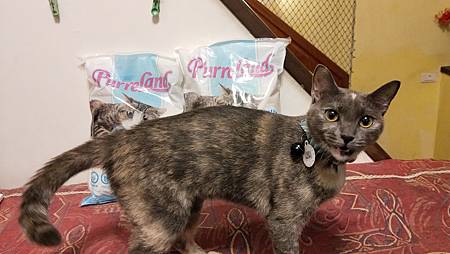 IMG20181017170022PurreLand倍淨豆腐貓砂 試用