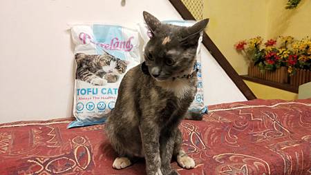 IMG20181017170125PurreLand倍淨豆腐貓砂 試用
