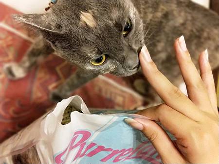 IMG20181017171836PurreLand倍淨豆腐貓砂 試用
