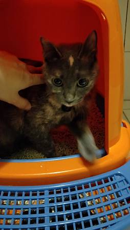 IMG20181020184151PurreLand倍淨豆腐貓砂 試用