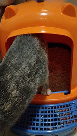 IMG20181020184247_1PurreLand倍淨豆腐貓砂 試用