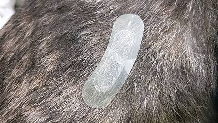 IMG20181027022156凱拉帝卡 I’M FILL PATCH 玻尿酸微臻完美護理貼 試用