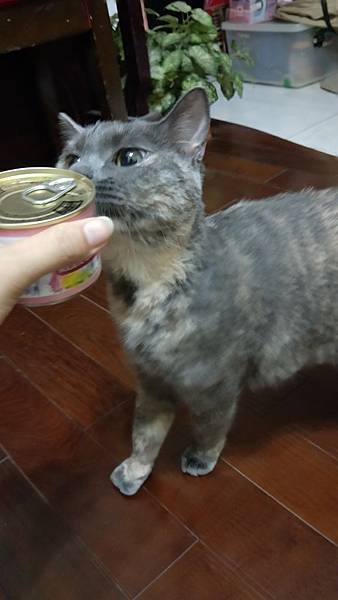 IMG20190426004436PURRFACT 波菲特貓用主食罐